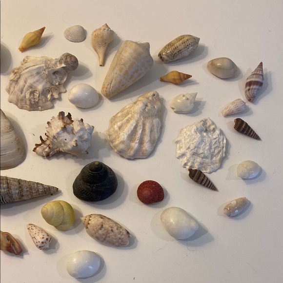 Assorted Seashell Collection - Picture 3 of 5
